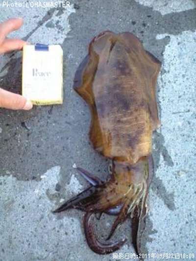 �����ꥤ��