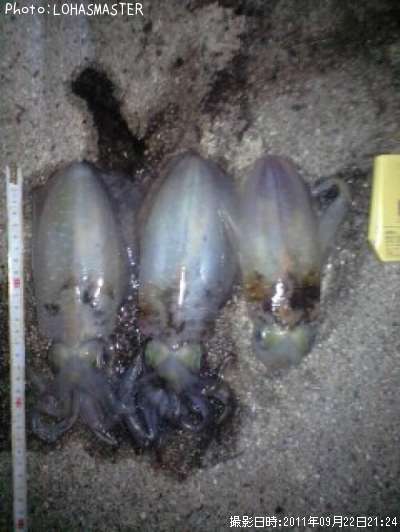 �����ꥤ��