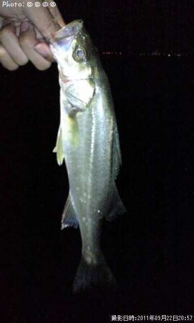 �����Х�