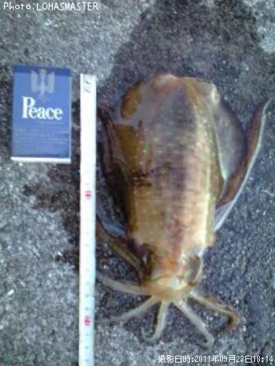 �����ꥤ��