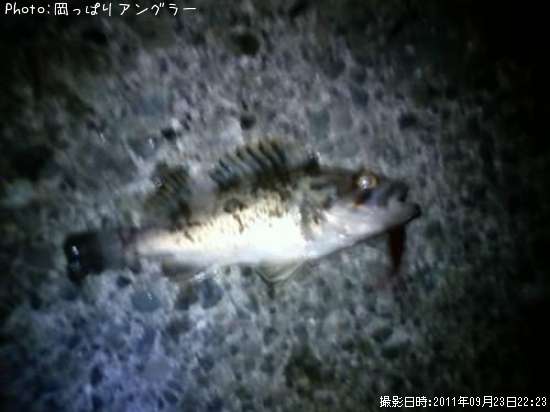 �����ʤ�