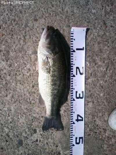 �֥�å��Х�