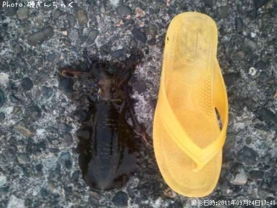 �����ꥤ��