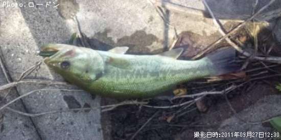 �֥�å��Х�