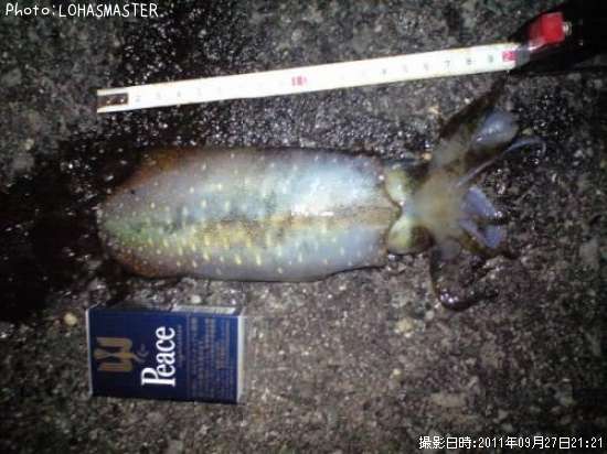 �����ꥤ��