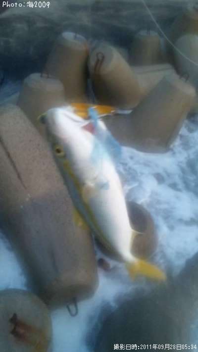 �����å�