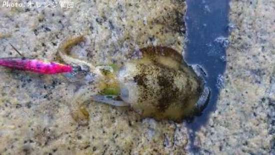 �����ꥤ��