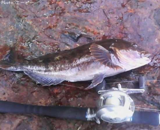 �����ʥ�