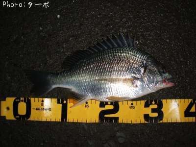 ���ӥ����