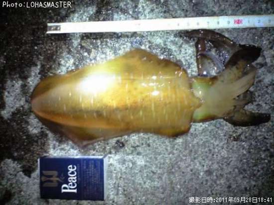 �����ꥤ��