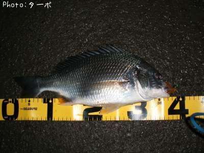 ���ӥ����