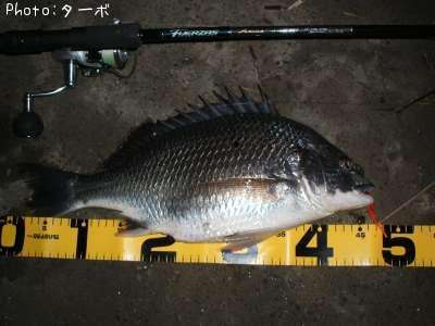 ���ӥ����