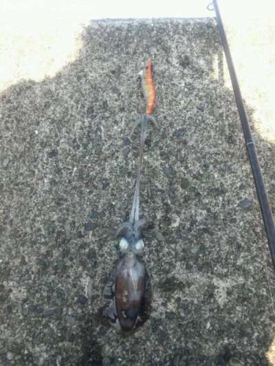 �����ꥤ��