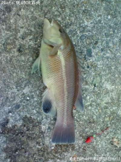 ̾������