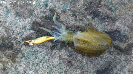 �����ꥤ��