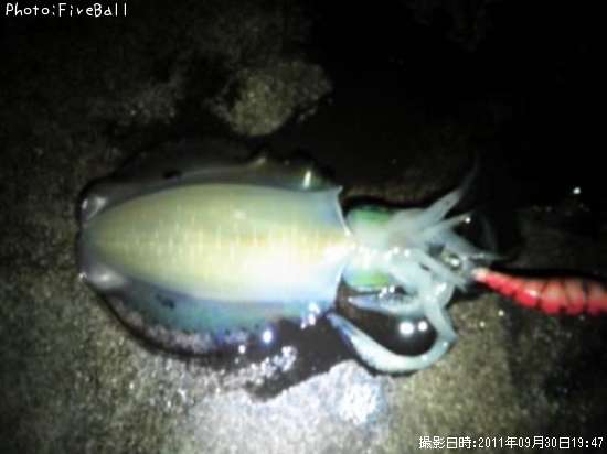 �����ꥤ��