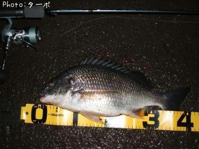 ���ӥ����