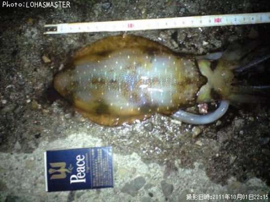 �����ꥤ��