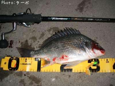 ���ӥ����