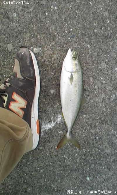 ���ʥ���