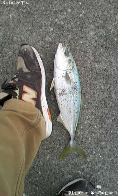 ���ʥ���