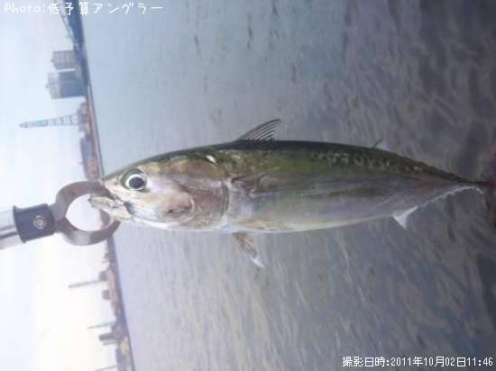 ���������ĥ�