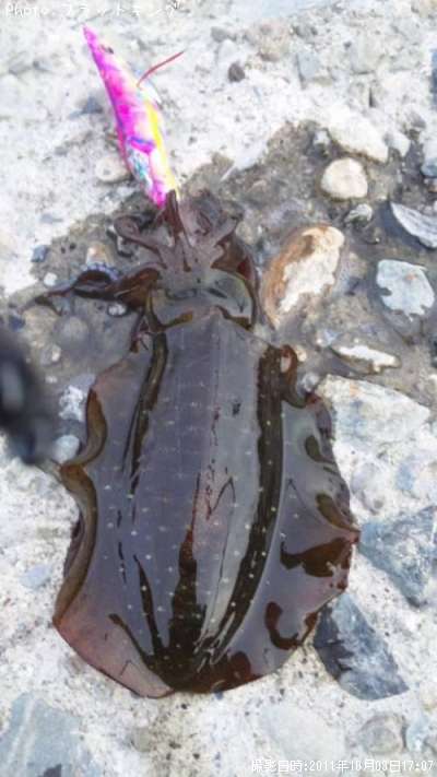 �����ꥤ��