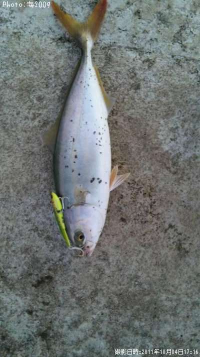 �����å�