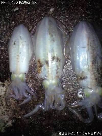 �����ꥤ��