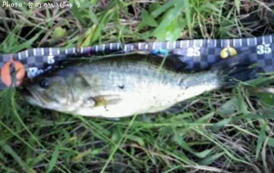 �֥�å��Х�