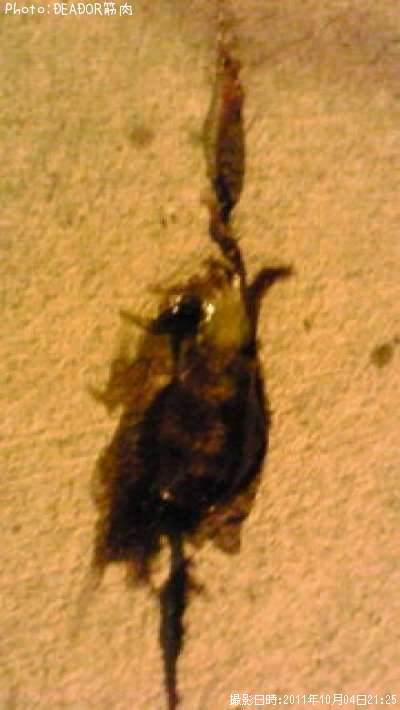 �����ꥤ��