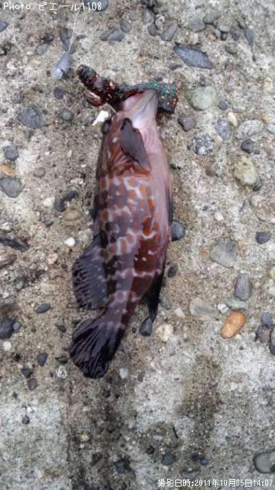 �����ϥ�