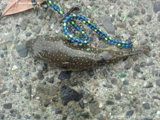 ���祦�����ե�