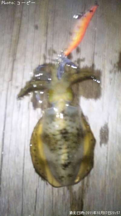 �����ꥤ��