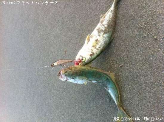 �����å�