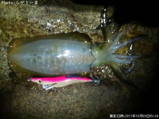 �����ꥤ��