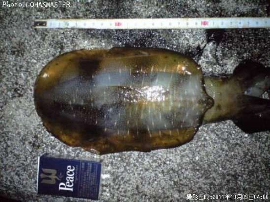 �����ꥤ��