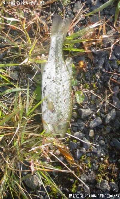 �֥�å��Х�