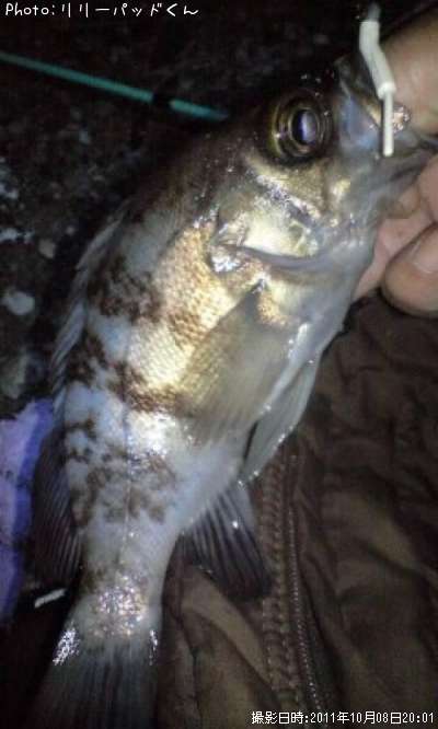 ��Х����