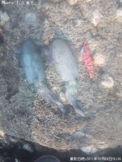 �����ꥤ��