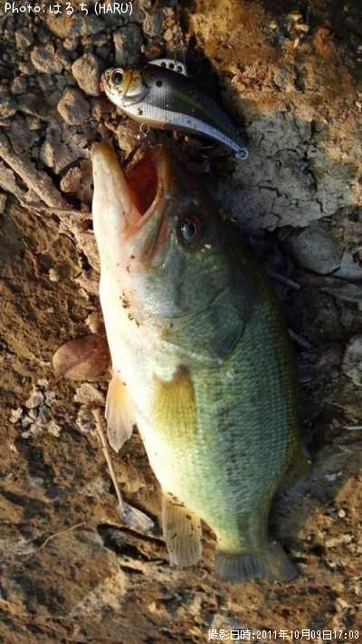 �֥�å��Х�