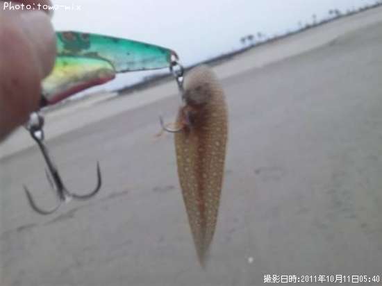 ��ʿ�ܤ��ʡ���