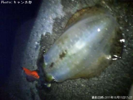 �����ꥤ��