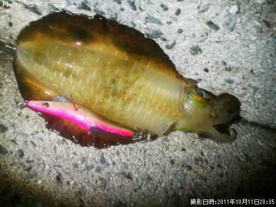 �����ꥤ��