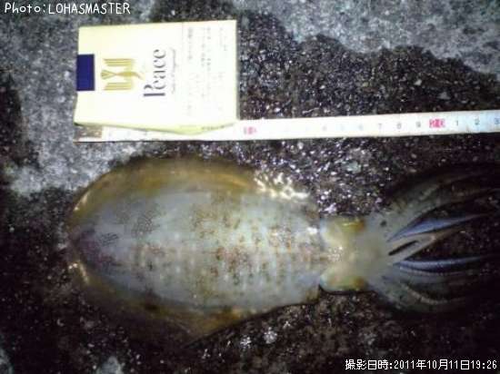 �����ꥤ��