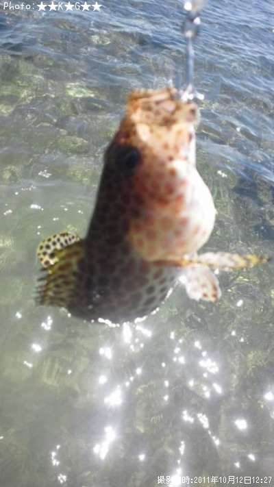 ������ϥ�