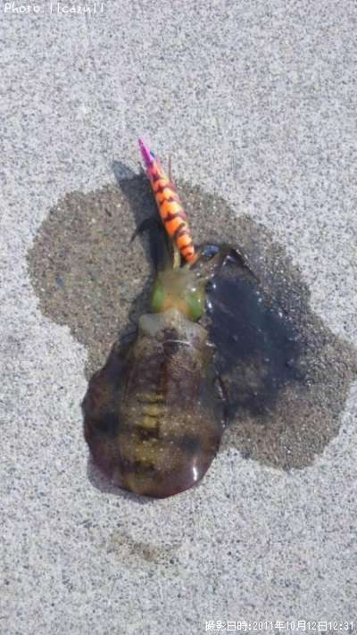 �����ꥤ��