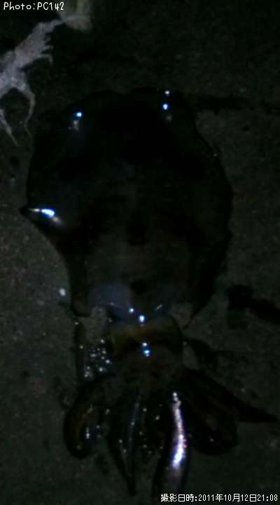 �����ꥤ��