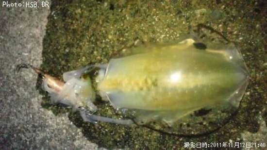 �����ꥤ��