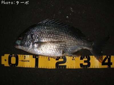 ���ӥ����